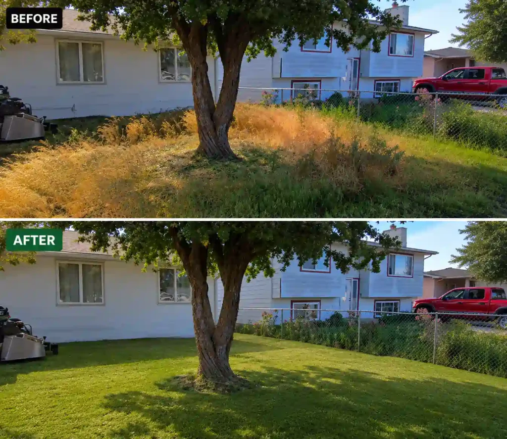 before and after of lawn mowing